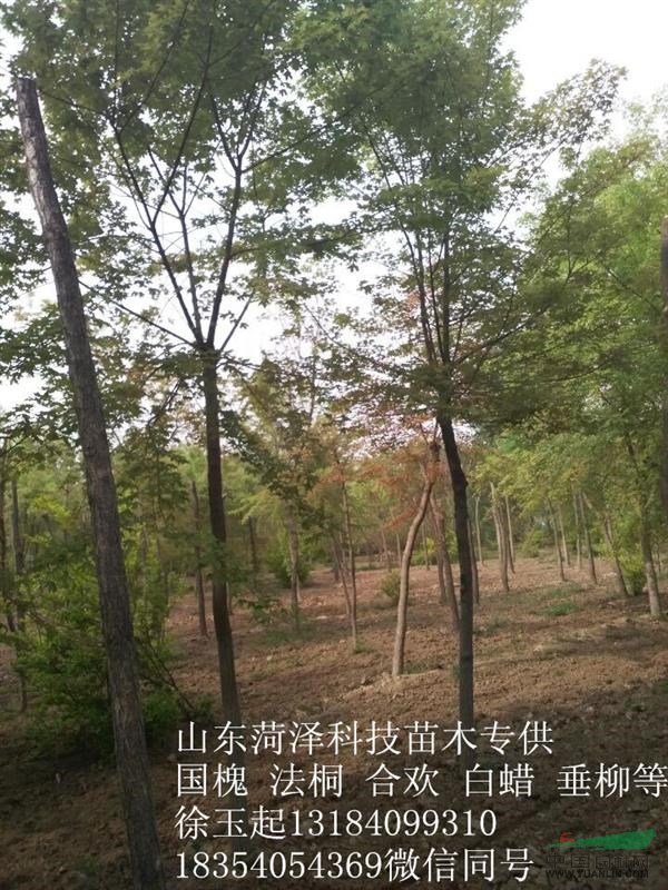 杭州10--12公分法桐價(jià)格