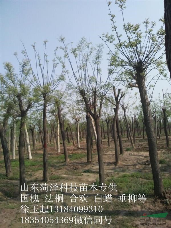 上海12--15公分垂柳價格