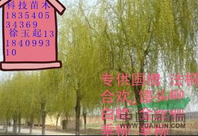 武漢15---18公分國槐價格