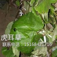 浙江地區(qū)大量供應(yīng)水生植物草花虎耳草，量大從優(yōu)