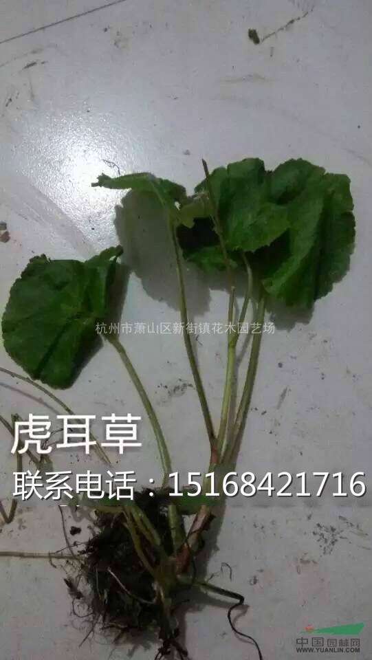 浙江地區(qū)大量供應(yīng)水生植物草花虎耳草，量大從優(yōu)