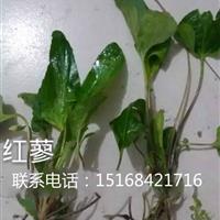 浙江地區(qū)自產(chǎn)自銷草花水生植物紅蓼，量大從優(yōu)