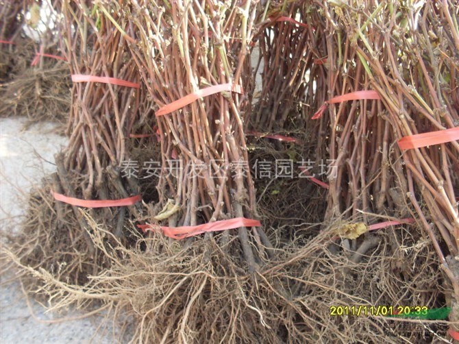 美人指葡萄苗