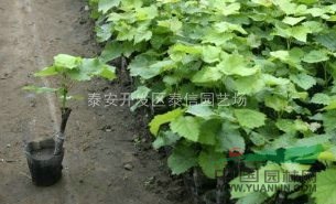 美人指葡萄苗
