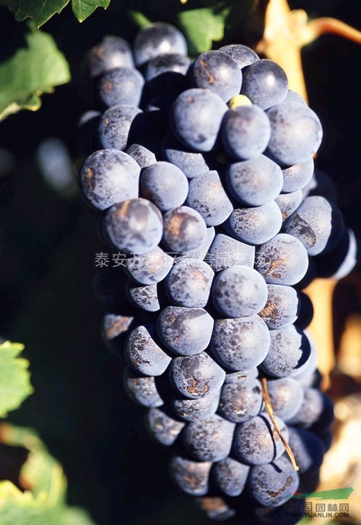 葡萄苗種植技術(shù)