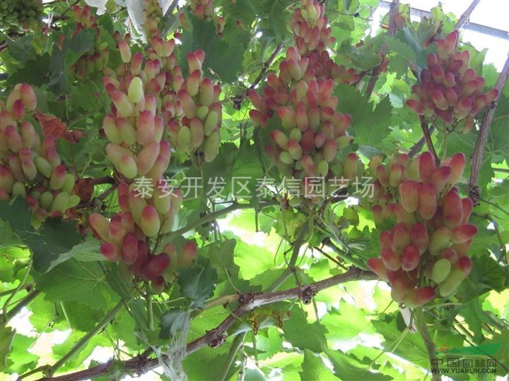 葡萄苗種植技術(shù)