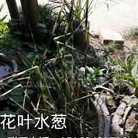 自產(chǎn)自銷大量供應(yīng)花葉水蔥，量大從優(yōu)