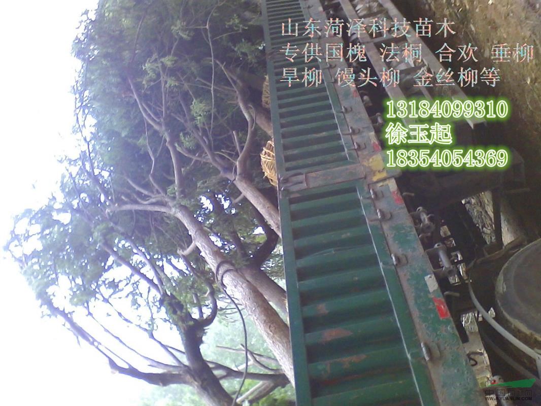 本溪12--15公分法桐價(jià)格
