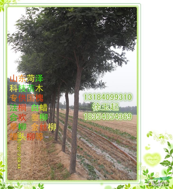 成都8--10公分國(guó)槐價(jià)格