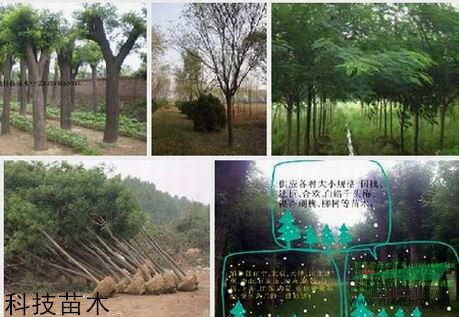 成都8--10公分國(guó)槐價(jià)格