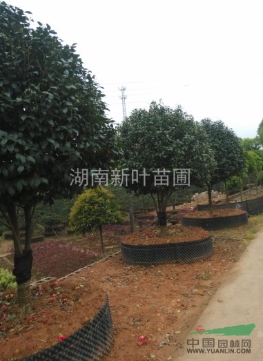 湖南山茶花供應(yīng)@出售@茶花球供應(yīng)@出售@哪里山茶花最便宜