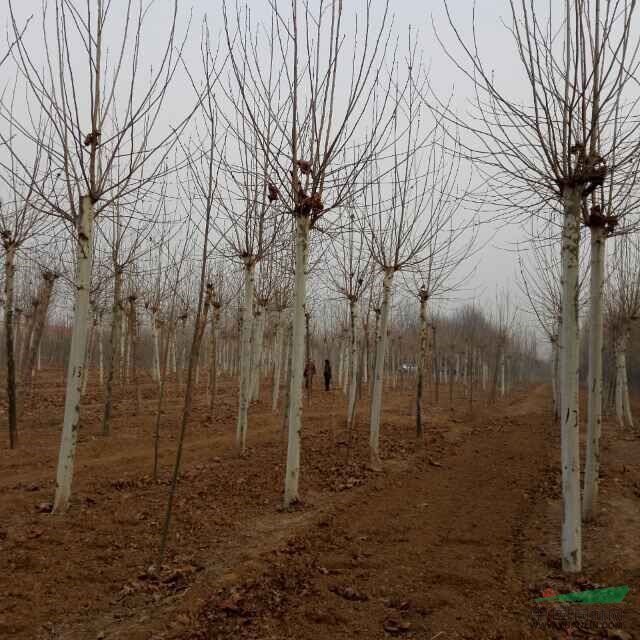 大量出售國槐6公分到30公分價格
