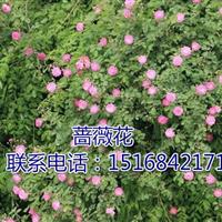 浙江地區(qū)專業(yè)供應(yīng)玫紅色薔薇花，色塊、盆景。量大