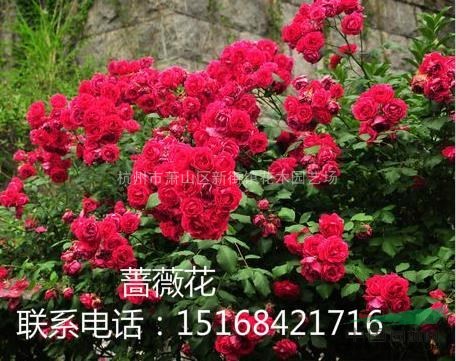 浙江地區(qū)專(zhuān)業(yè)供應(yīng)大紅色薔薇花，色塊、盆景。量大 圖片