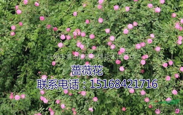 浙江地區(qū)專業(yè)供應(yīng)薔薇花，色塊、盆景。量大