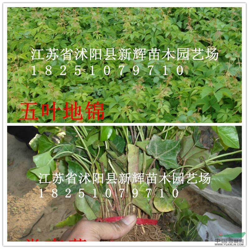 低價(jià)主賣；爬山虎 五葉地錦 美國(guó)凌霄 常青藤 小葉爬山虎