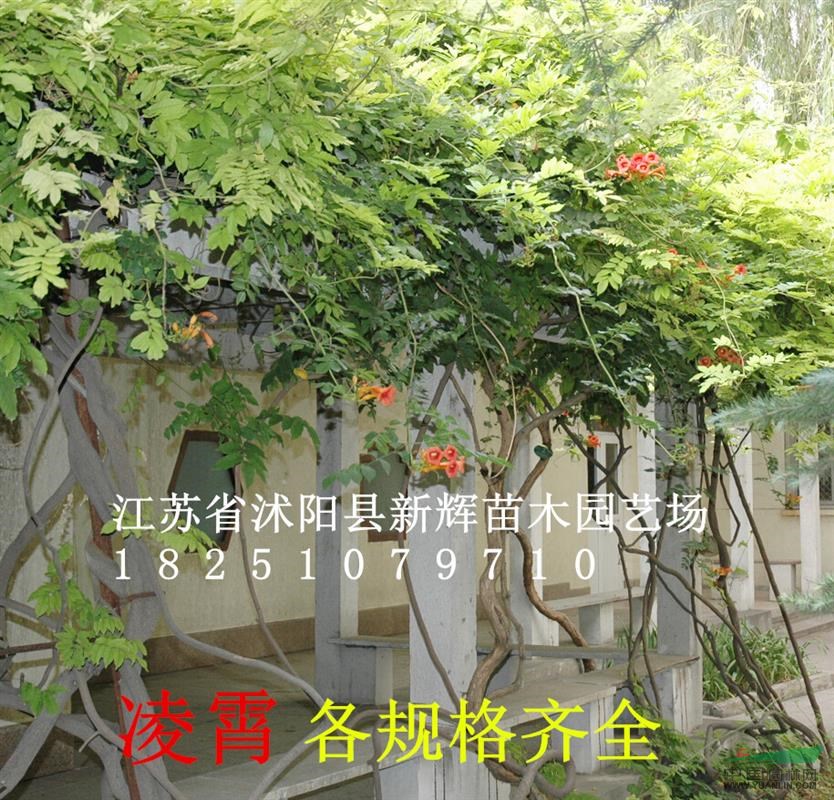 低價(jià)主賣；爬山虎 五葉地錦 美國(guó)凌霄 常青藤 小葉爬山虎