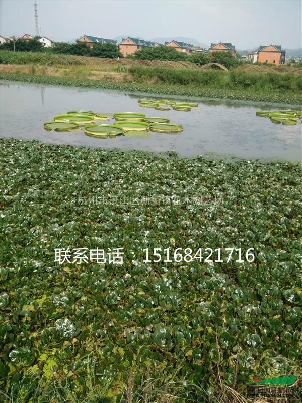 大量供應(yīng)水毛花