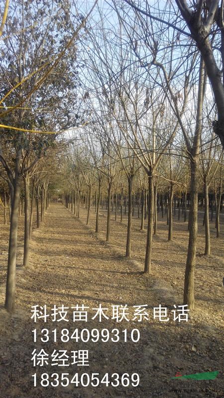 長(zhǎng)沙12---15公分垂柳價(jià)格