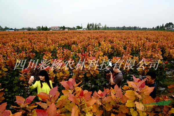 美麗渭南，彩色生態(tài)建設(shè)，紅霞楊，園林道路最美麗彩葉景觀樹種