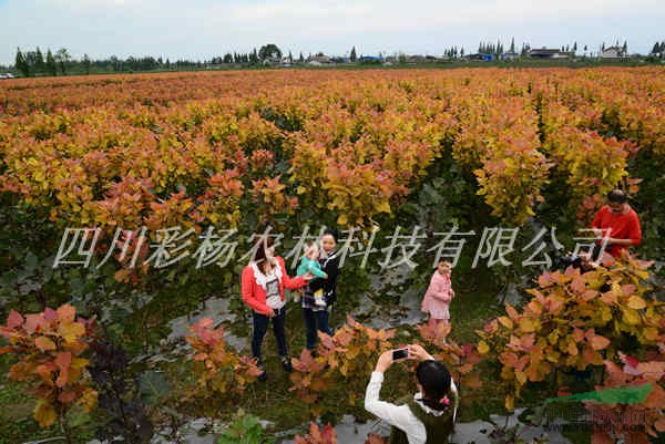 美麗臨汾，彩色生態(tài)建設(shè)，紅霞楊，園林道路最美麗彩葉景觀樹種