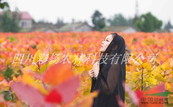 美麗晉城，彩色生態(tài)建設(shè)，紅霞楊，園林道路最美麗彩葉景觀樹種