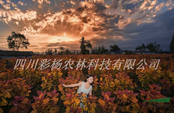 美麗晉城，彩色生態(tài)建設(shè)，紅霞楊，園林道路最美麗彩葉景觀樹種