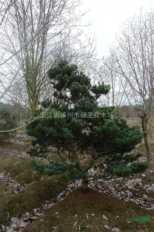 嵊州供应大批量五针松