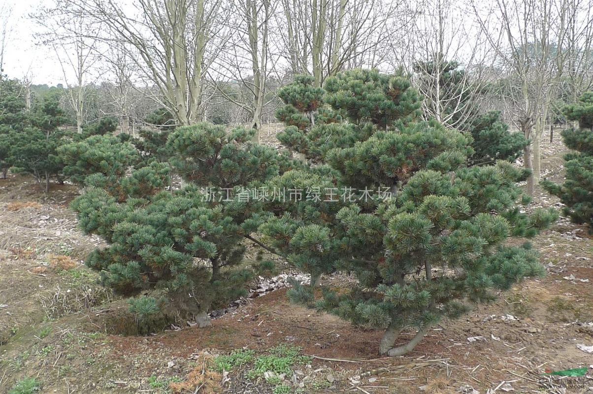 嵊州供应大批量五针松