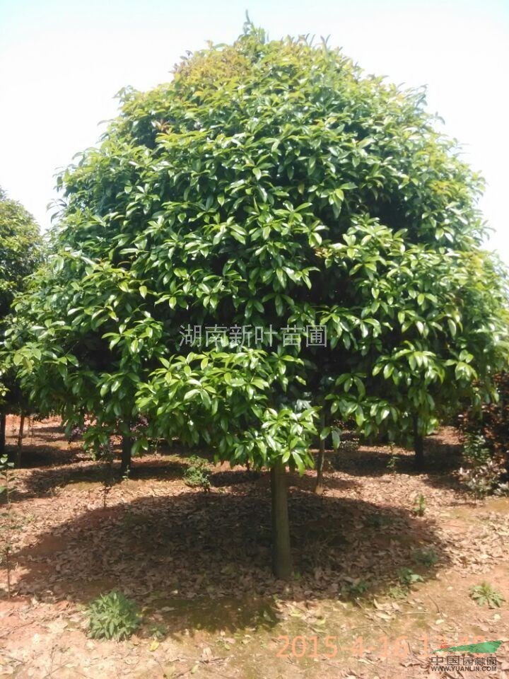 桂花小苗供應(yīng)，湖南桂花，精品八月桂出售