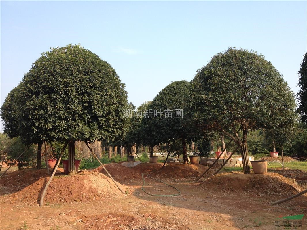 桂花小苗供應(yīng)，湖南桂花，精品八月桂出售