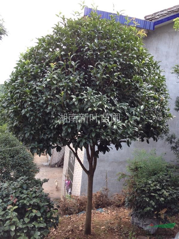 四季桂出售，湖南四季桂，低價桂花出售