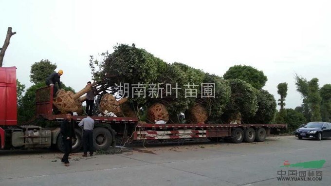 四季桂出售，湖南四季桂，低價桂花出售
