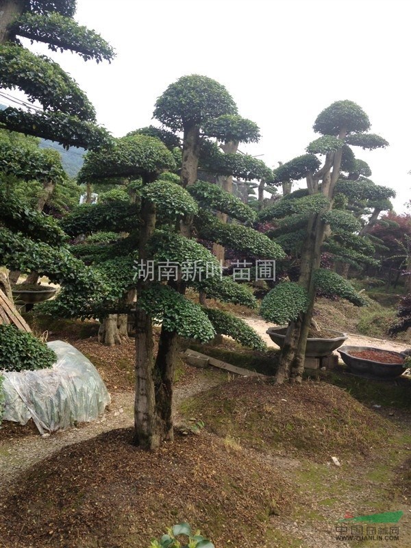 山茶花80公分冠幅供應，低價山茶花供應