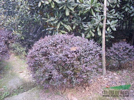 常州供應各種規(guī)格大葉黃楊 金森女貞 金絲桃 錦帶花 紅花繼木