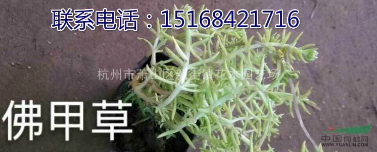 苗圃供應2000萬銅錢草，梭魚草，佛甲草。苗木配送全國各省地