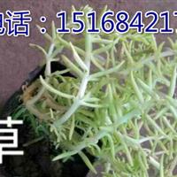 苗圃低價(jià)大量供應(yīng)自產(chǎn)自銷(xiāo)1500萬(wàn)佛甲草