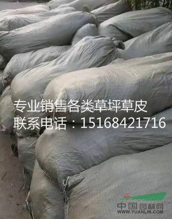 自產(chǎn)自銷供應(yīng)麥冬草，高羊茅，馬尼拉，果嶺草，百慕大等等