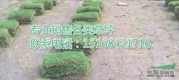 自產(chǎn)自銷供應(yīng)麥冬草，高羊茅，馬尼拉，果嶺草，百慕大等等