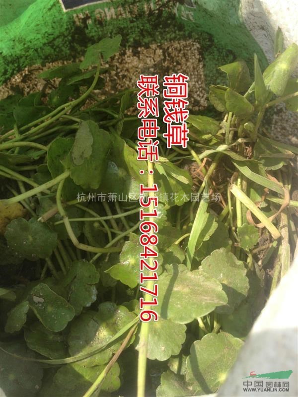 大量供應(yīng)狐尾藻銅錢草