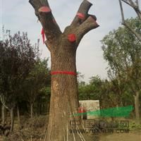 3公分國槐價(jià)格