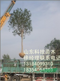 50公分國槐樹價格國槐樹的價格