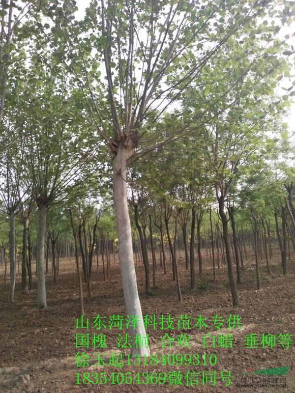 皂角樹報價