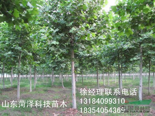 35公分法桐價格18公分法桐樹價格