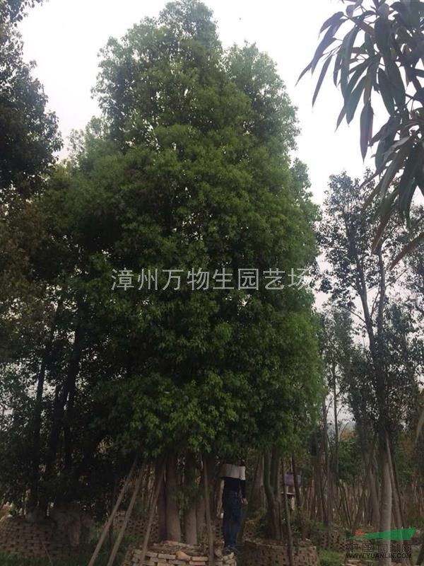 多頭香樟,假植苗，樹冠漂亮