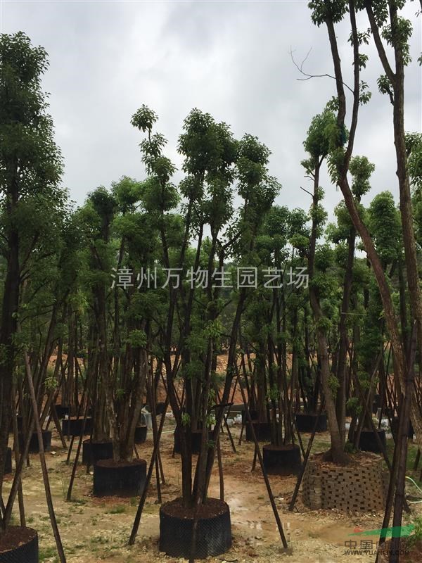 多頭香樟,假植苗，樹冠漂亮