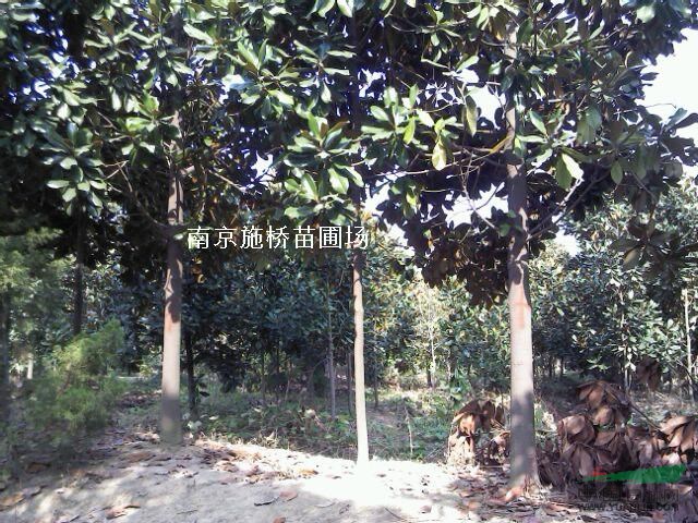 10公分13公分廣玉蘭價(jià)格