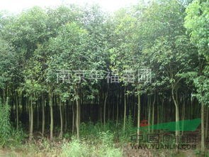 1~3公分大葉女貞