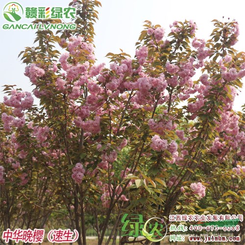 速生中華晚櫻 速生晚櫻 江西櫻花新品種小苗基地 中華晚櫻樹苗