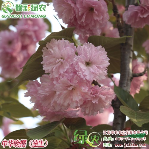 速生中華晚櫻 速生晚櫻 江西櫻花新品種小苗基地 中華晚櫻樹苗
